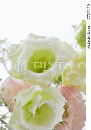 Arrangement of Turkey Kikyo 7727430