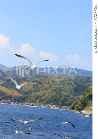 Umineko在Ine Bay 7727455