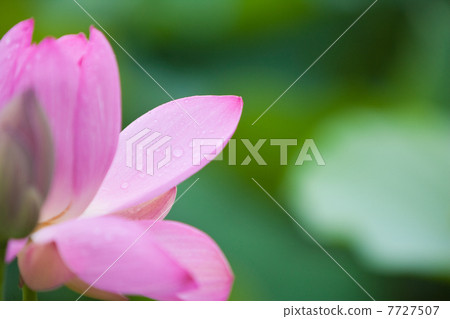 A lotus A lotus 7727507