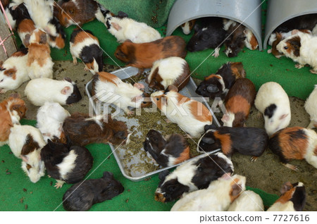 Guinea pig Machida City 7727616