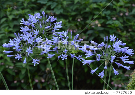 Agapanthus blooms July Machida City Agapanthus blooms July Machida City 7727630