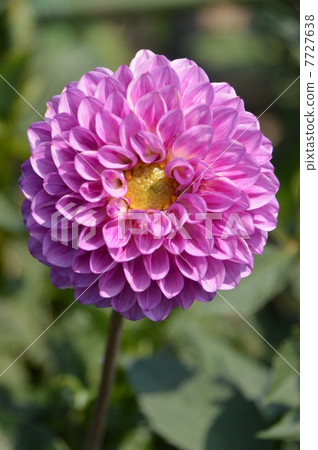 July Machida dahliaen where Dahlia's flowers bloom July Machida dahliaen where Dahlia's flowers bloom 7727638