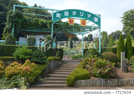 Machida Dahliaske Tokyo Tama Machida Dahliaske Tokyo Tama 7727639