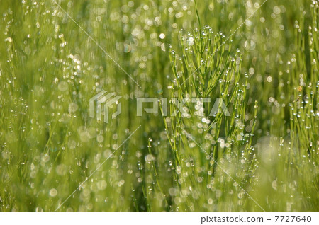 晨露八王子市 7727640