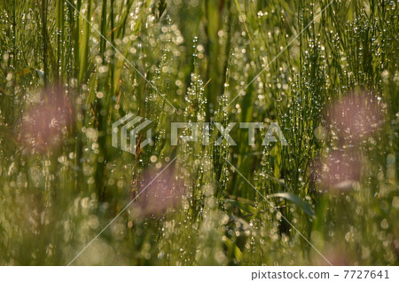 晨露八王子市 晨露八王子市 7727641