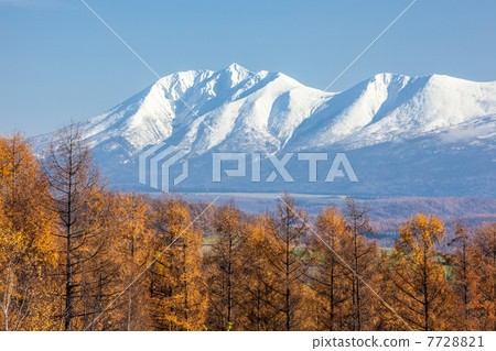 Deciduous pine and snowy mountains 7728821