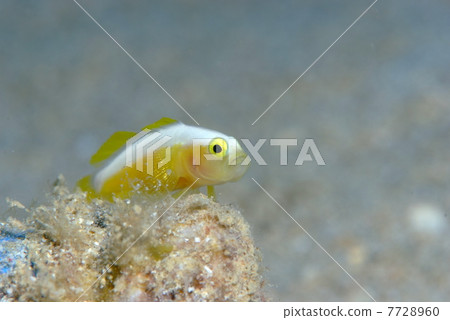 Nakamoto Irowake goby 7728960