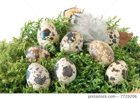 Quail eggs 7729206