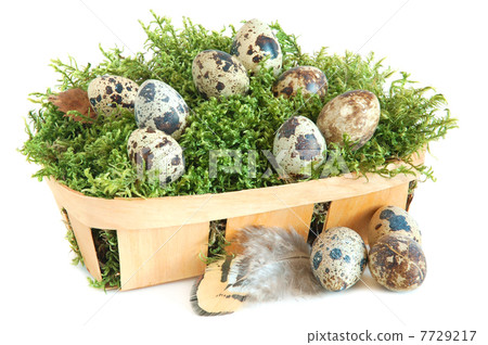 Quail eggs 7729217