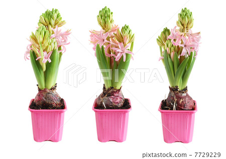 Growing hyacinth Growing hyacinth 7729229