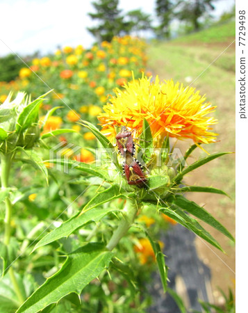 Spotted stink bugs gather on safflower 7729498