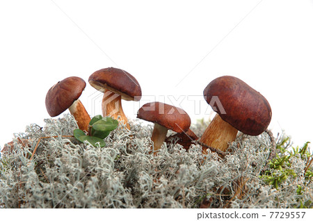 King boletus edulis 7729557