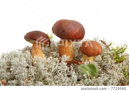 King boletus edulis 7729560