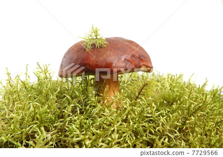 King boletus edulis 7729566