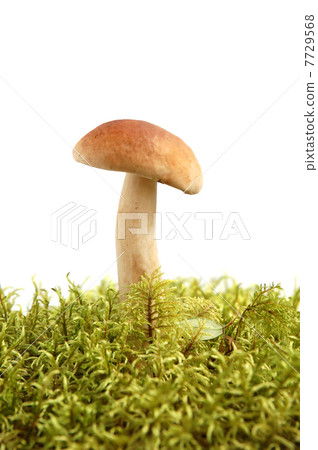 King boletus edulis 7729568