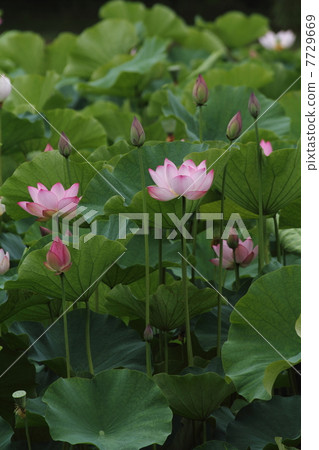 Ancient lotus of Furukawa Comprehensive Park Ancient lotus of Furukawa Comprehensive Park 7729669