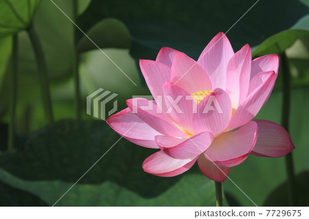 Ancient lotus of Furukawa Comprehensive Park Ancient lotus of Furukawa Comprehensive Park 7729675