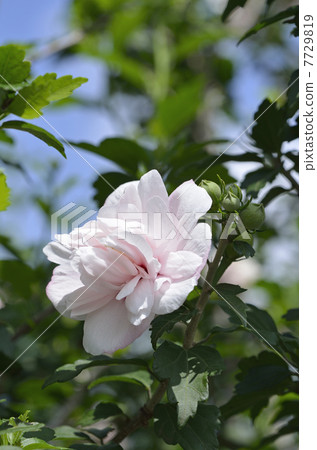 Mukke（Kin Geun） 7729819