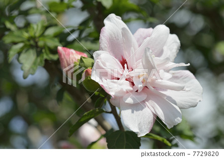 Mukke（Kin Geun） 7729820