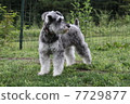 Schnauzer at the dog run 02 7729877