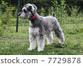 Schnauzer at dog run 03 7729878