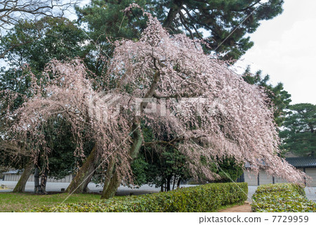 京都美雪Konoe住宅的竹櫻花 7729959