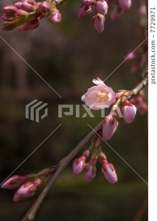  Peach blossoms 7729971