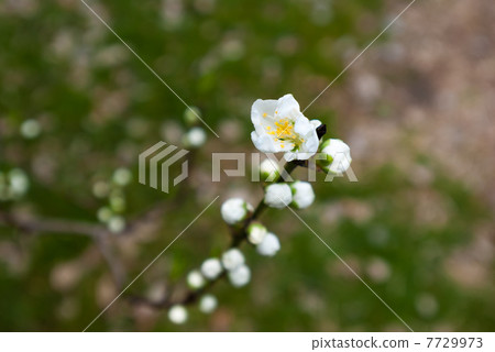  Peach blossoms 7729973