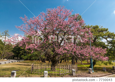 Kyoto Meiseen Kuroki no Mei 7730043