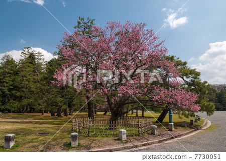 Kyoto Meiseen Kuroki no Mei Kyoto Meiseen Kuroki no Mei 7730051
