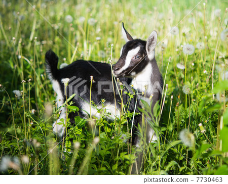 small goat grazing small goat grazing 7730463