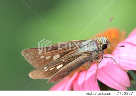 Hemp butterflies Hemp butterflies 7730597