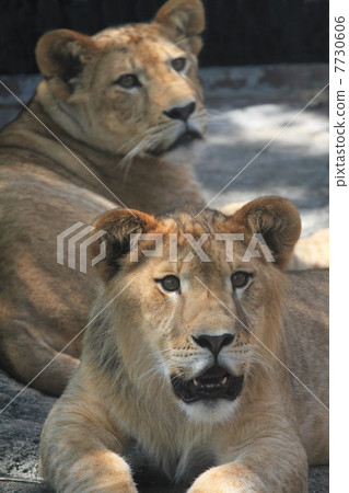 One year old lion 7730606