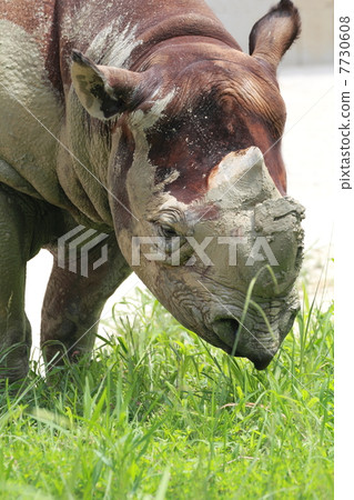 Kurosai in the meal 7730608