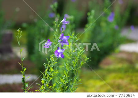 Bellflower 7730634