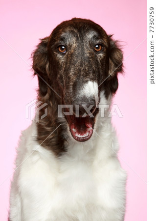 Russian Borzoi puppy (5 months) Close-up portrait 7730759