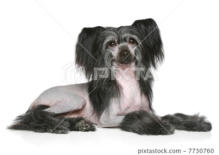 Black Chinese Crested Dog 7730760