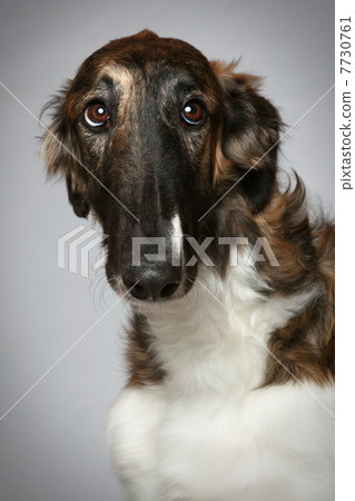 Russian Borzoi puppy (5 months) Close-up portrait 7730761