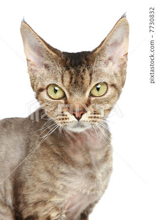 Devon Rex cat. Close-up portrait 7730832