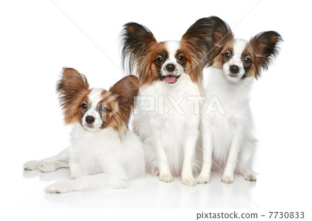 Papillon dog puppies Papillon dog puppies 7730833