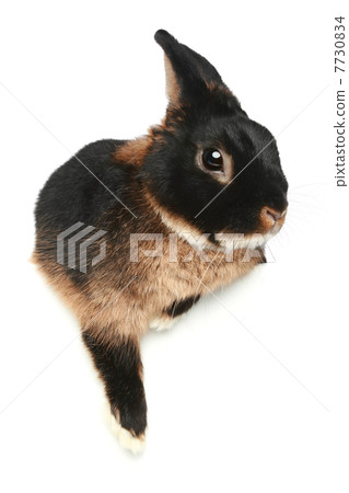 Baby bunny on a white background Baby bunny on a white background 7730834