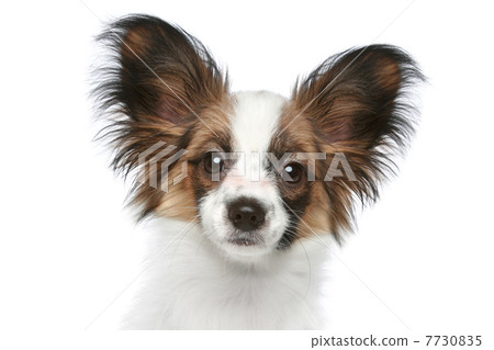 Papillon dog. Close-up portrait Papillon dog. Close-up portrait 7730835