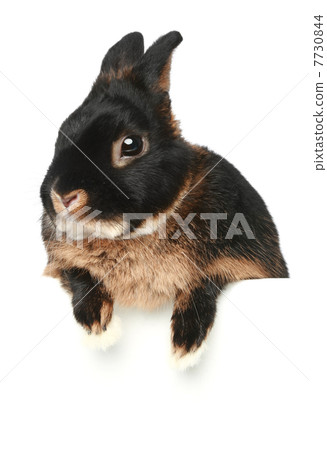 Baby bunny on a white background 7730844