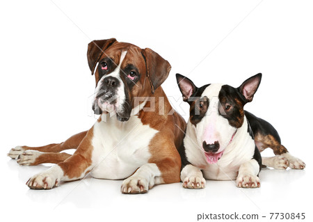 Boxer and Bull Terrier resting on a white background 7730845