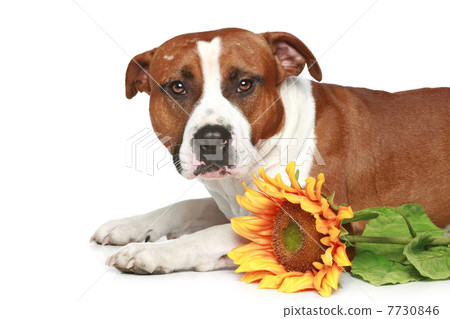 Staffordshire terrier lying with sunflower 7730846