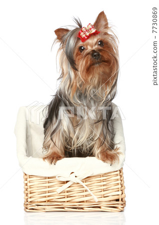Yorkshire Terrier in wattled basket 7730869