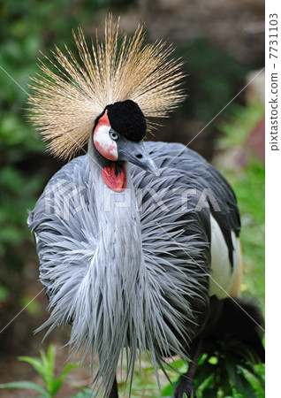 White-crowned crane 7731103