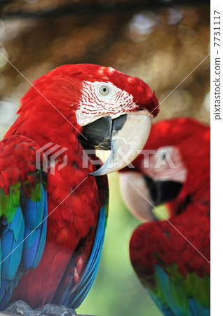 Scarlet macaw Scarlet macaw 7731117