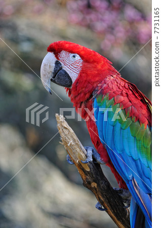 Scarlet macaw Scarlet macaw 7731165