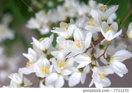 Utsugi (Susuki): Unohana (Unown flower) 7731235